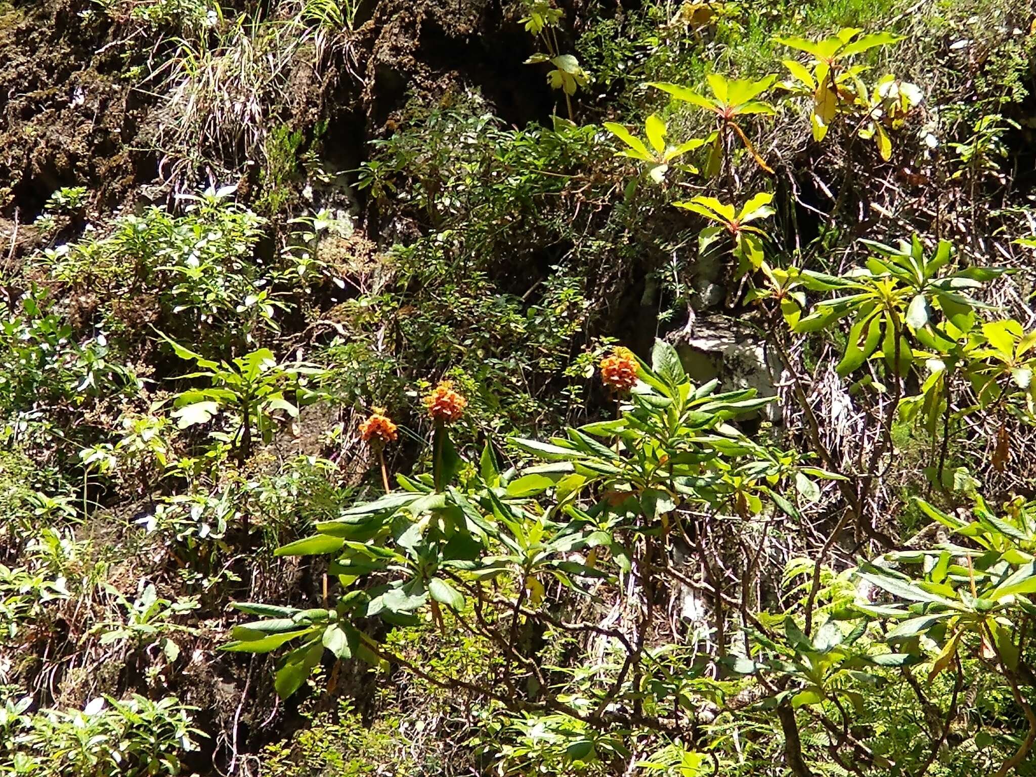 Imagem de Digitalis sceptrum L. fil.