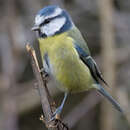 Слика од Cyanistes caeruleus obscurus (Pražák 1894)