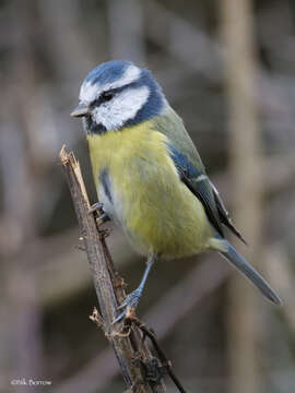 Слика од Cyanistes caeruleus obscurus (Pražák 1894)