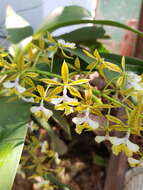 Image of Mr. Stamford’s Epidendrum