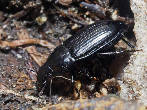 Amara (Amarocelia) erratica (Duftschmid 1812)的圖片