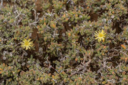 Image of Delosperma crassum L. Bol.