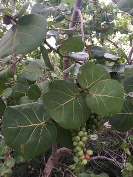 Coccoloba uvifera (L.) L. resmi