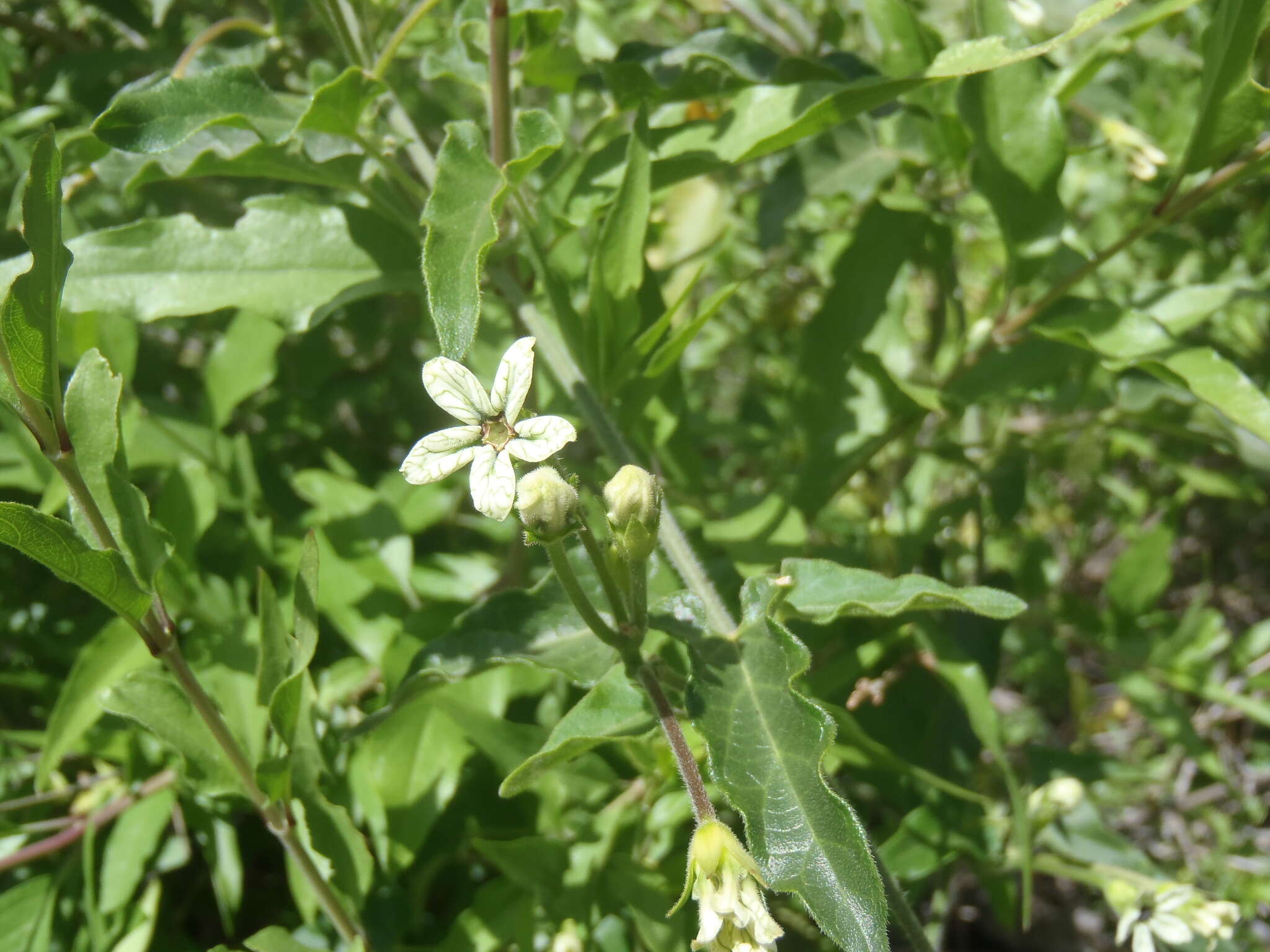 Sivun Matelea arizonica (A. Gray) Shinners kuva