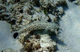 Image of Speckled sandperch