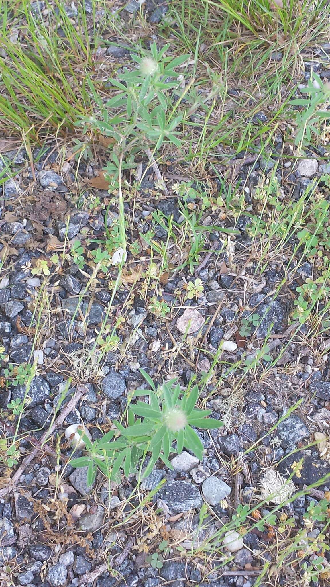 Image of Hare's-foot Clover