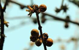 Sivun Commiphora africana (Rich.) Engl. kuva