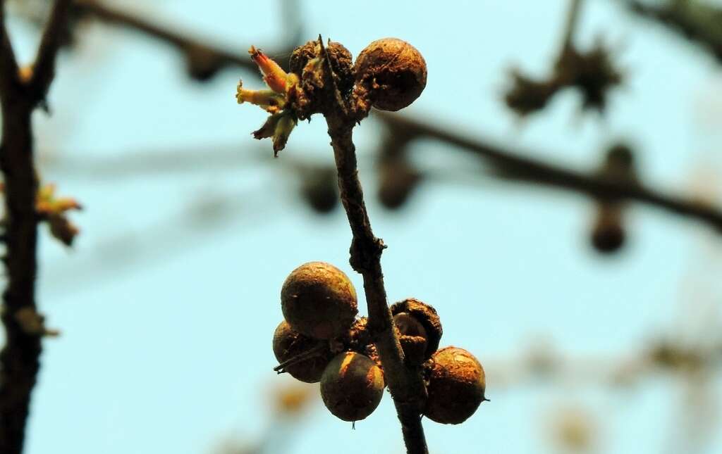 Imagem de Commiphora africana (Rich.) Engl.