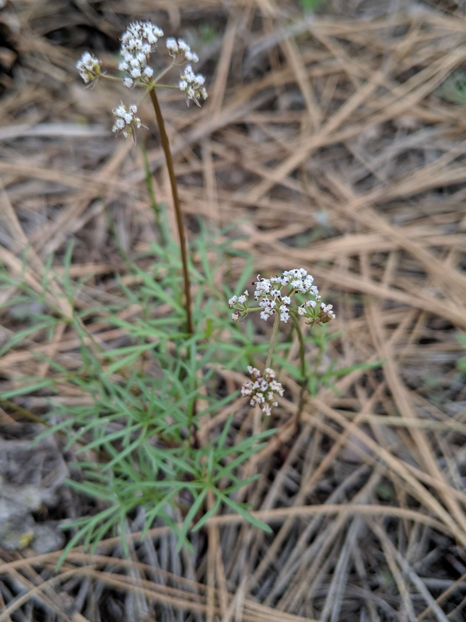 Image of Geyer's biscuitroot