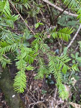 Image of Florida Yew