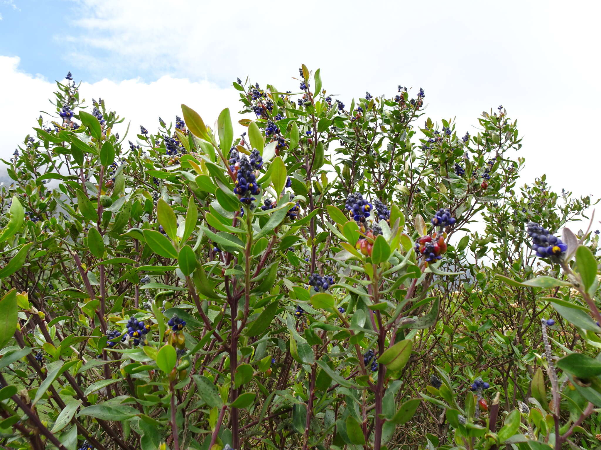 Image of Monnina crassifolia (Bonpl.) Kunth