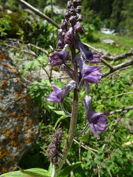 Image of Aconitum leucostomum Vorosh.