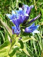 Image of Gentiana asclepiadea L.