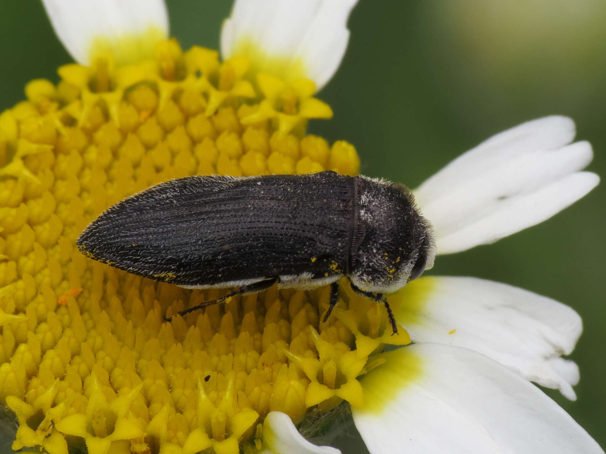 Image of Acmaeoderella flavofasciata pilivestis (Abeille de Perrin 1904)