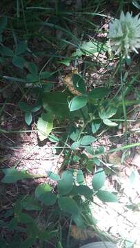 Image of Trifolium caucasicum Tausch