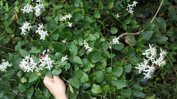 Clematis terniflora DC. resmi