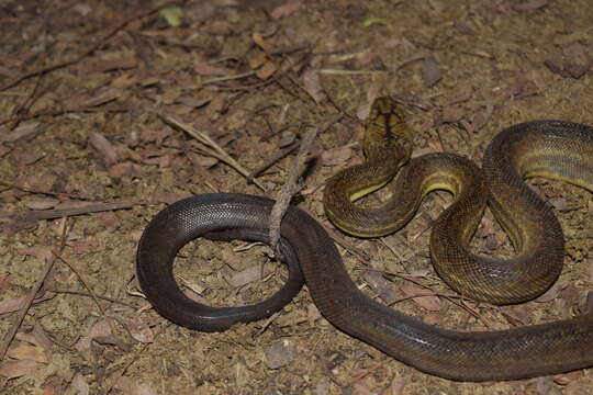 Image of Timor Python