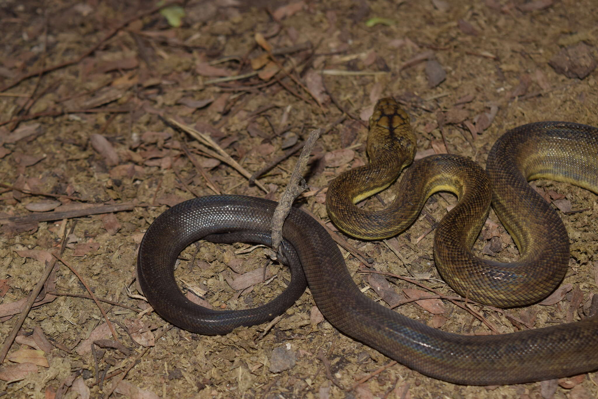 Imagem de Malayopython timoriensis (W. C. H. Peters 1876)