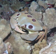 Image of Red spot coral crab