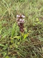 Image de Satyrium sphaerocarpum Lindl.