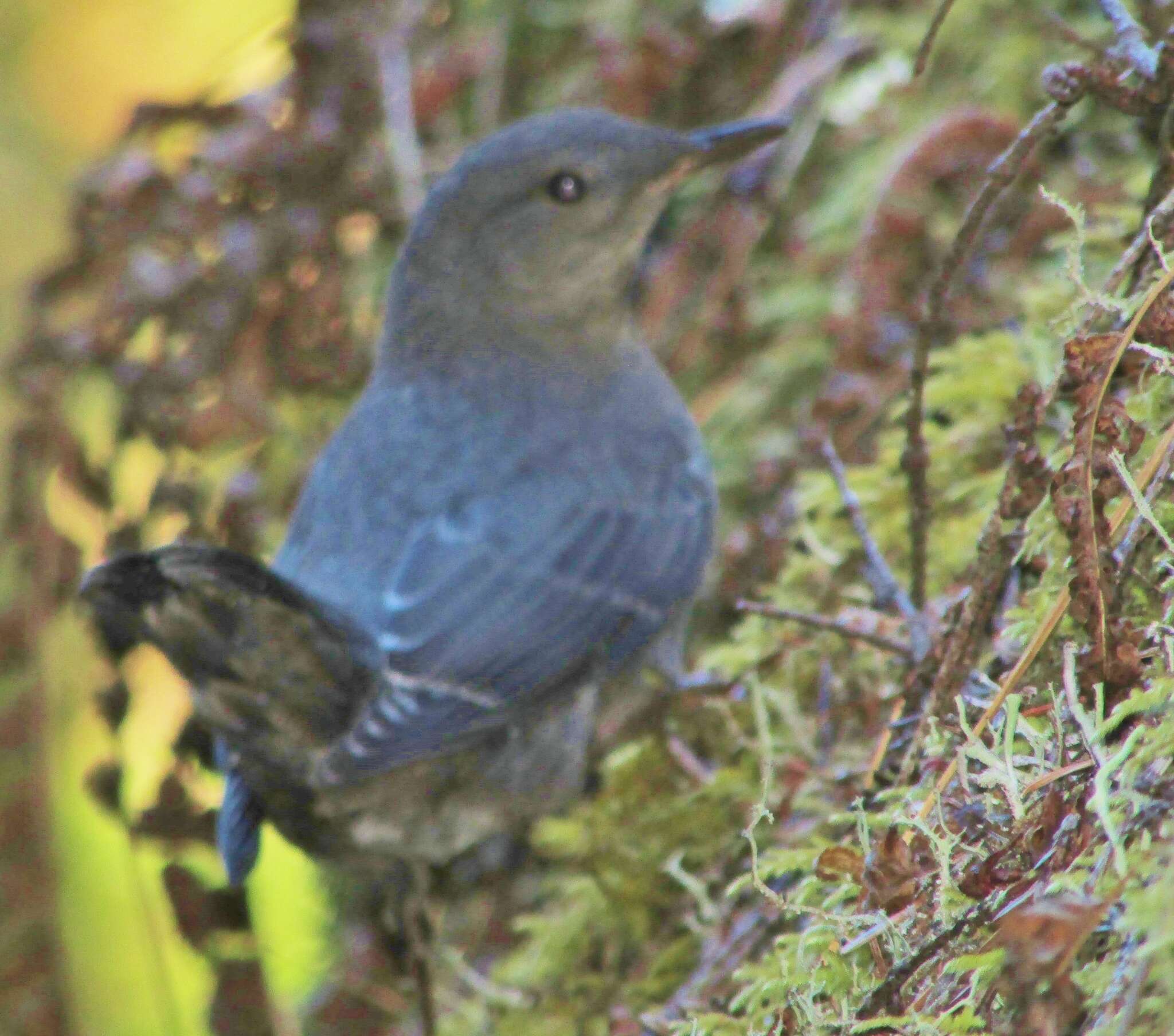 Image of American Dipper