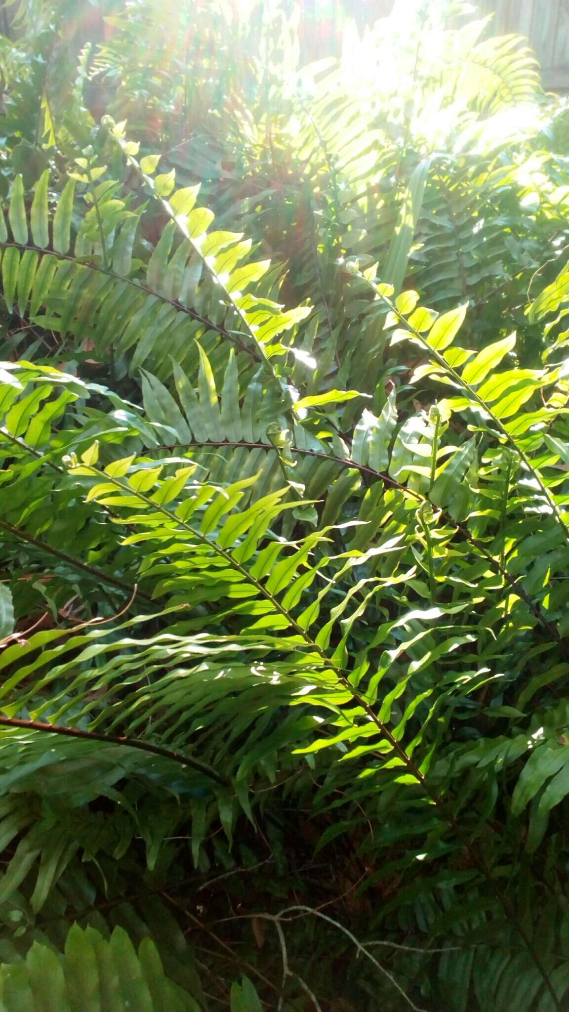 Image of Boston swordfern