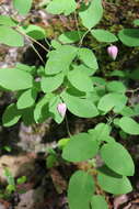 Imagem de Clematis versicolor Small