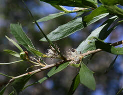 Image of Hakea oleifolia (Sm.) R. Br.