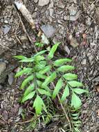 Image of Asplenium falcatum Lam.