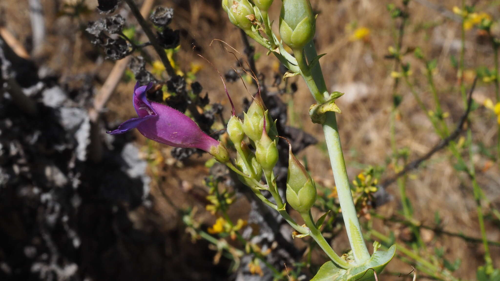 Image of Penstemon spectabilis var. spectabilis