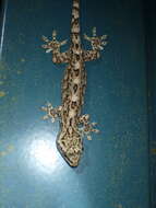 Image of Hokou Gecko