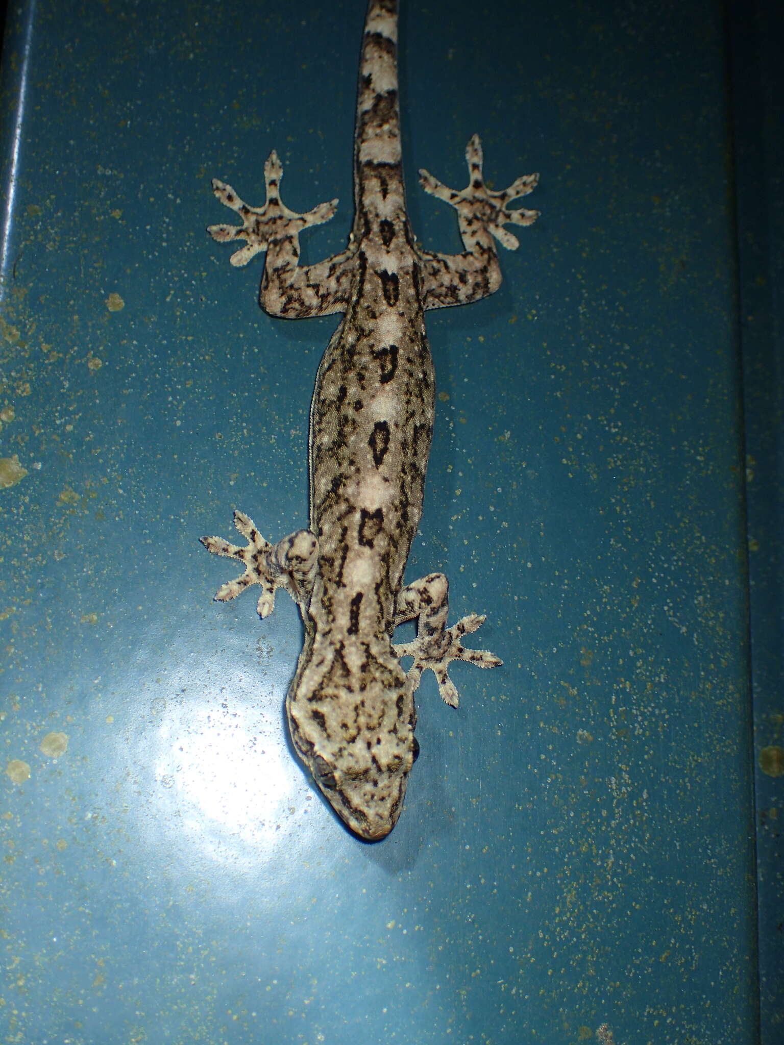 Image of Hokou Gecko