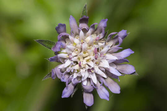 صورة Knautia integrifolia subsp. urvillei (Coulter) Greuter