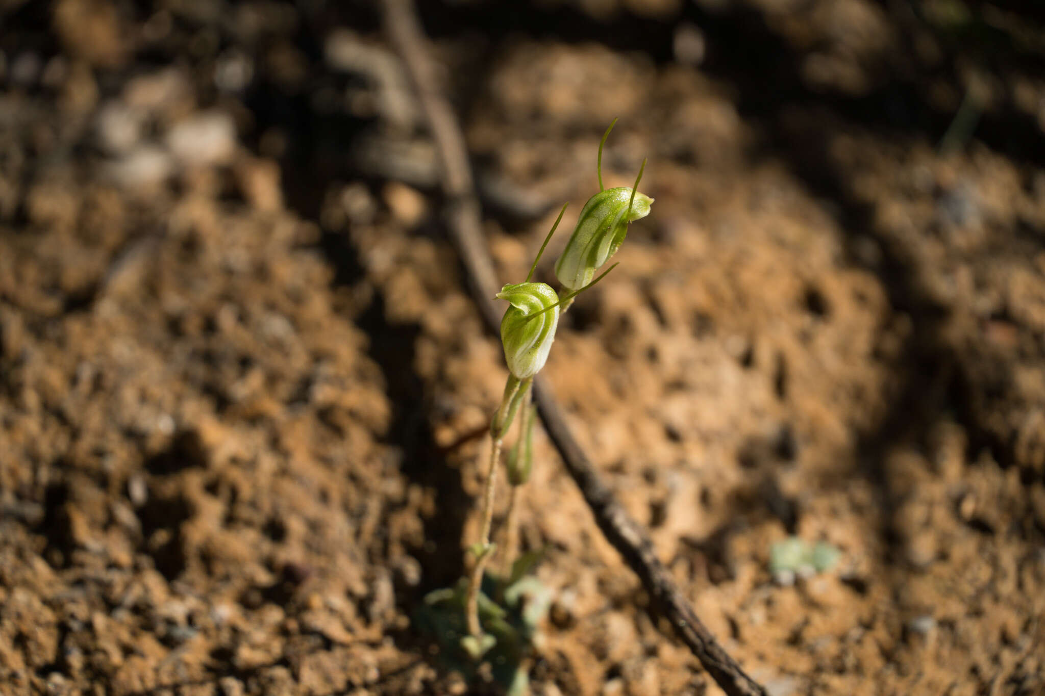 Image of Pterostylis pyramidalis Lindl.