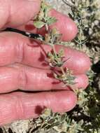 Image of Gray's bedstraw