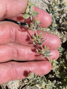 Plancia ëd Galium grayanum Ehrend.