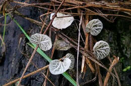 Image of Tetrapyrgos subdendrophora (Redhead) E. Horak 1987