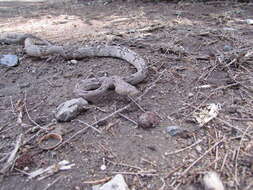 Image of Coastal Lyre Snake