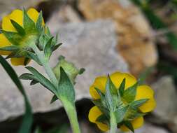 Image of Potentilla daghestanica J. Soják