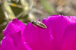 Image of Acmaeodera starrae Knull 1966