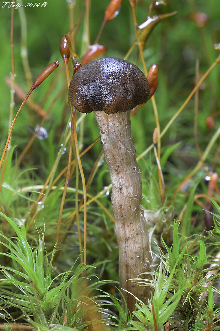 Image of Tolypocladium rouxii (Cand.) Quandt, Kepler & Spatafora 2014