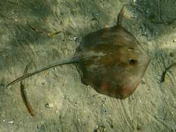 Image of Common Stingaree