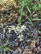 Image of roundleaf thoroughwort