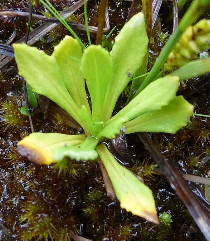 Imagem de Primula mistassinica Michx.