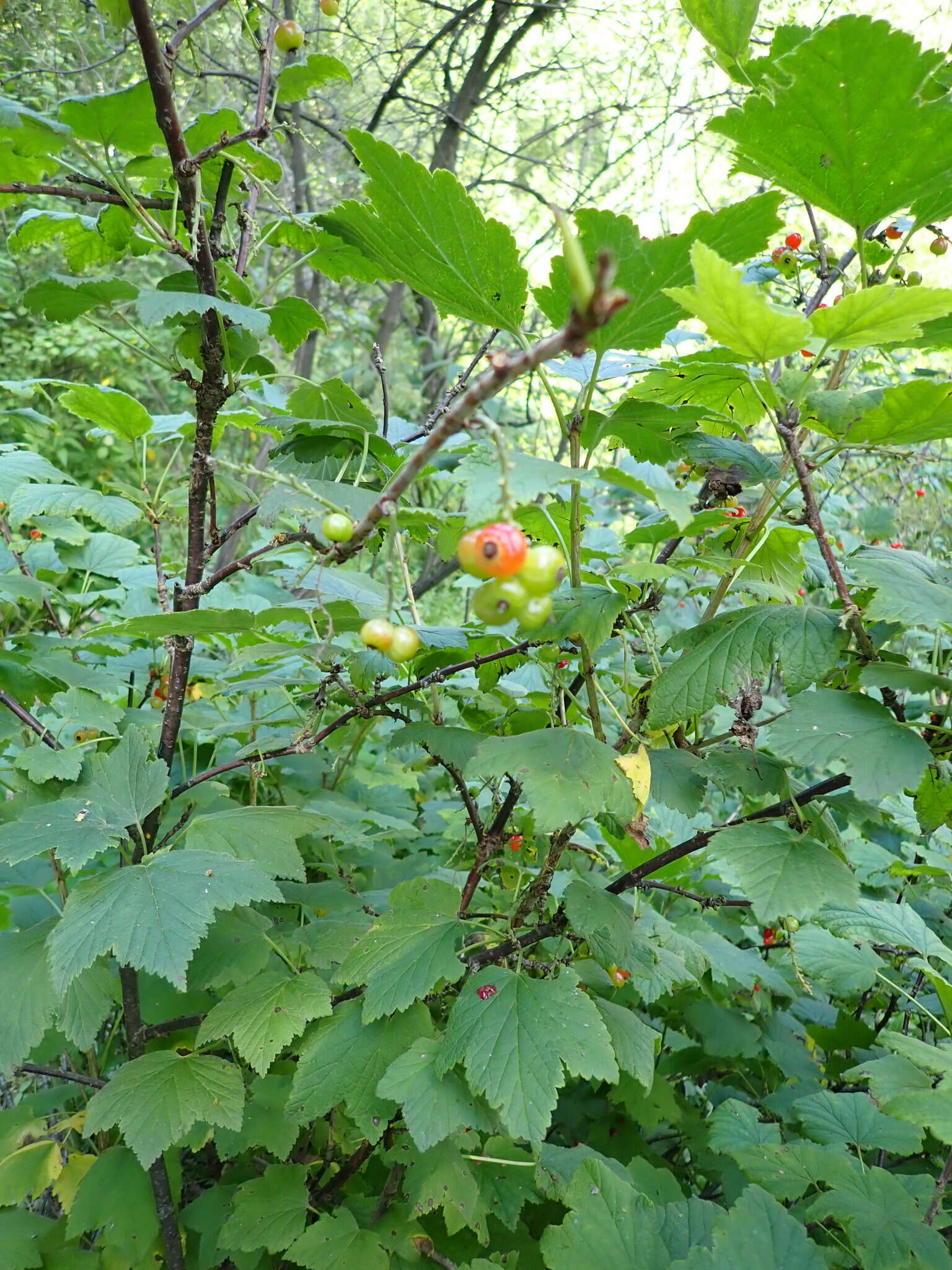 Image of Ribes spicatum subsp. hispidulum (Jancz.) L. Hämet-Ahti