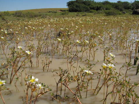 Image of Oxalis dines Ornduff