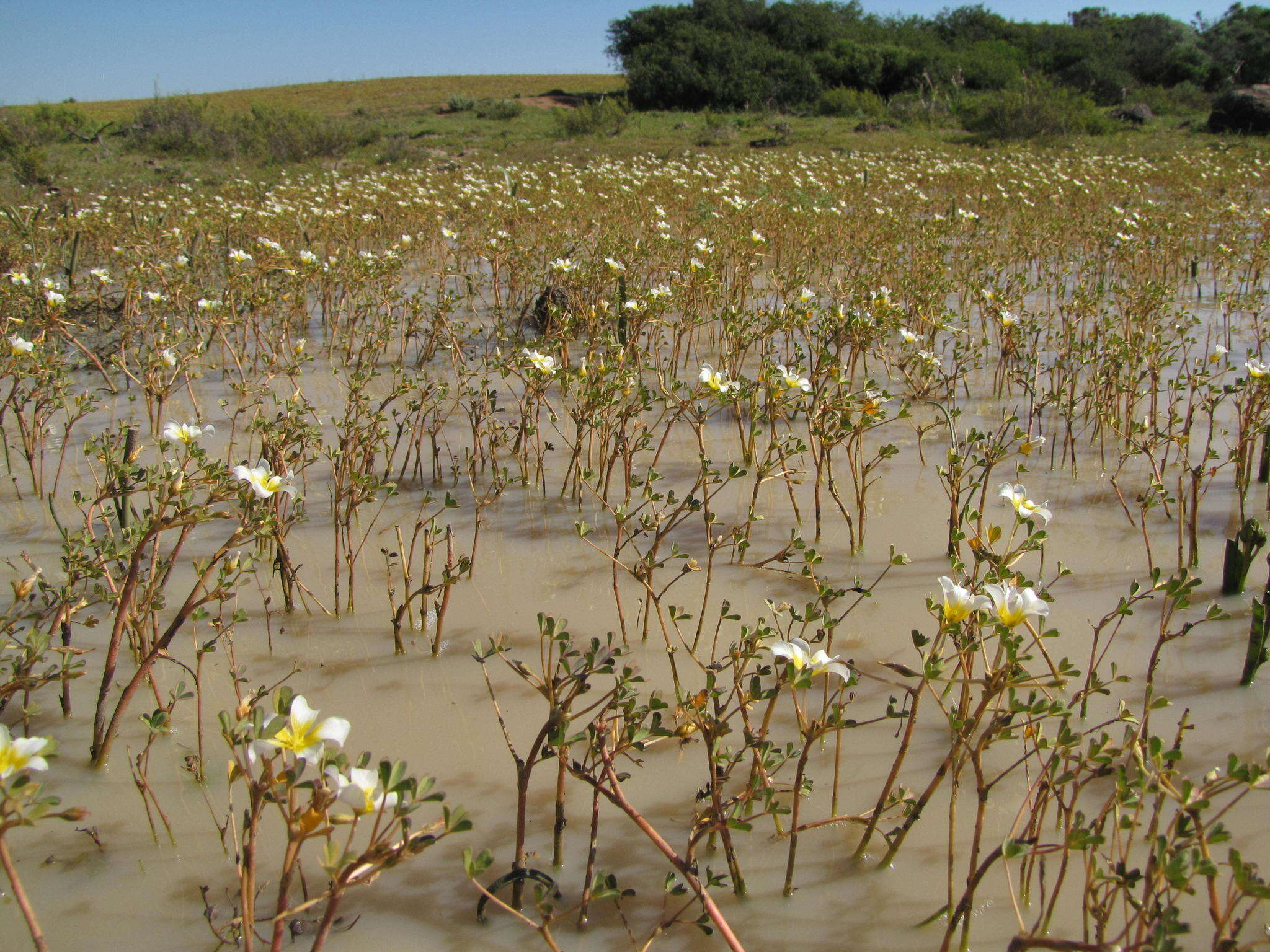 Image of Oxalis dines Ornduff