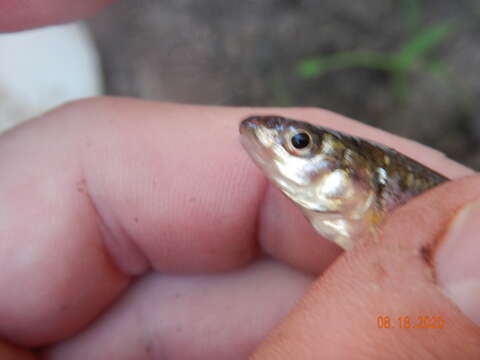 Image of Bigmouth Shiner