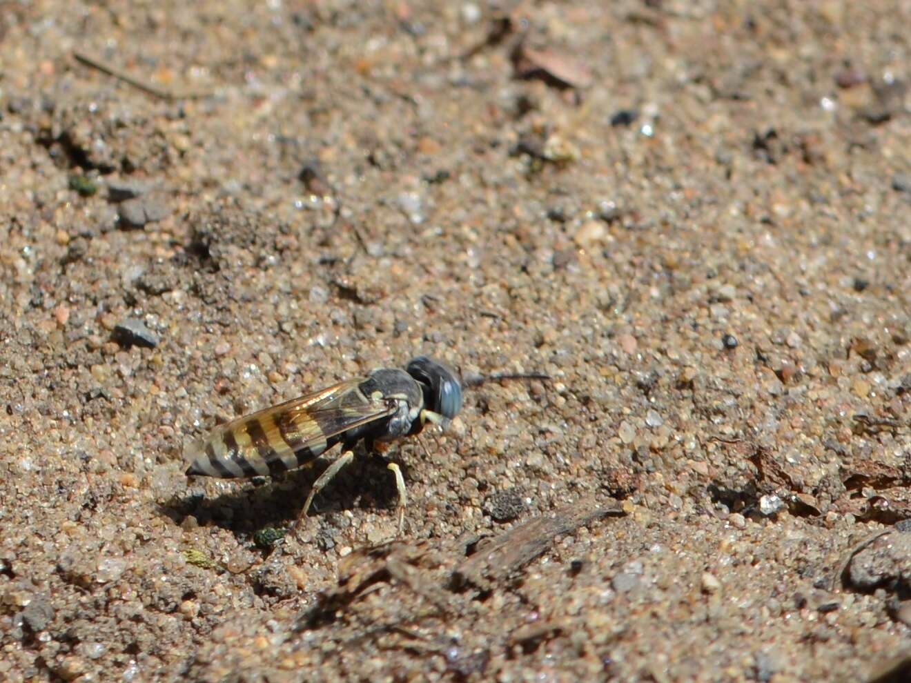 Image of Microbembex monodonta (Say 1824)