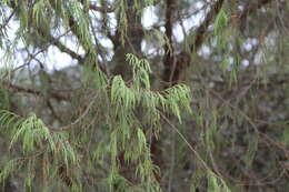 Image of Drooping Juniper